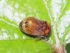 Penthimia nigra